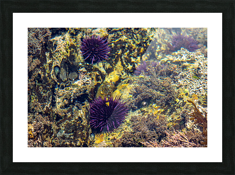 Pirat3e Urchin Picture Frame print