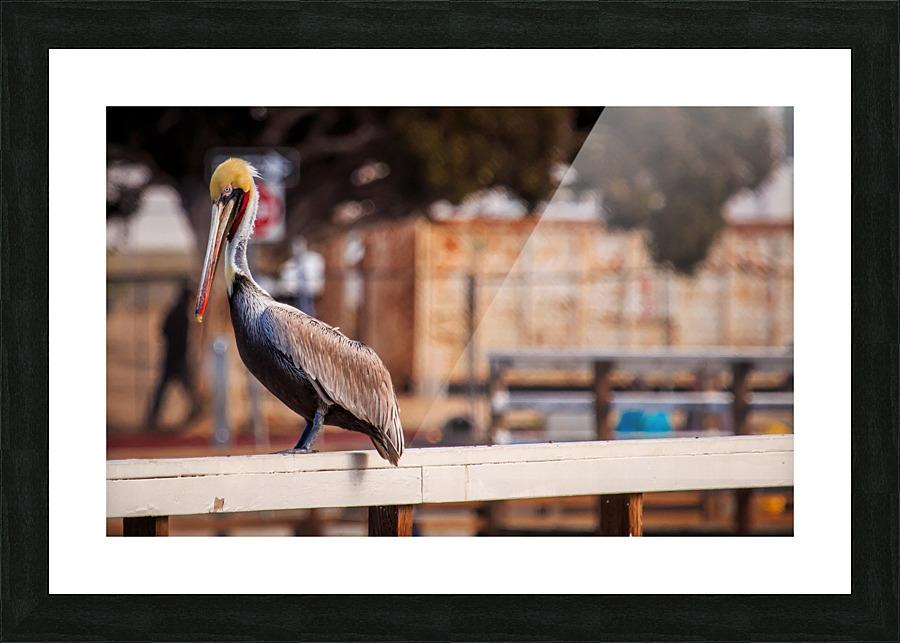 Pier Pelican Picture Frame print