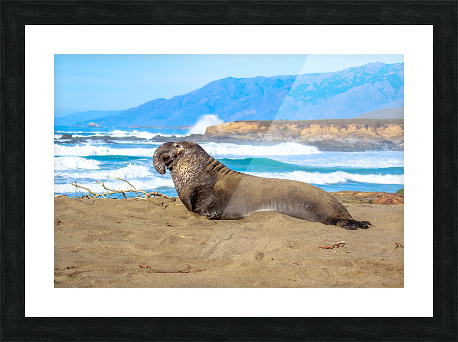 Sealion Sunning Picture Frame print