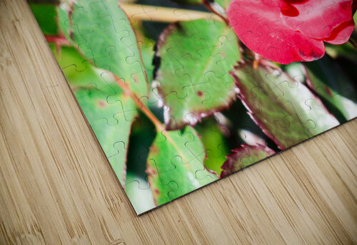RedRose RunAmuck Photography puzzle