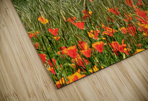 Poppy Oak RunAmuck Photography puzzle