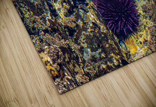 Pirat3e Urchin RunAmuck Photography puzzle