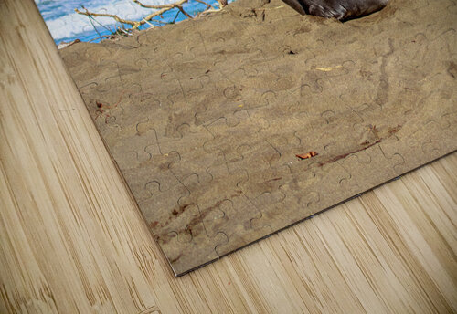 Sealion Sunning RunAmuck Photography puzzle