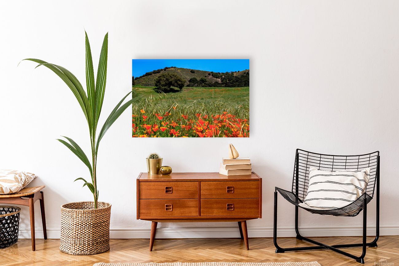 Poppy Oak Reproduction