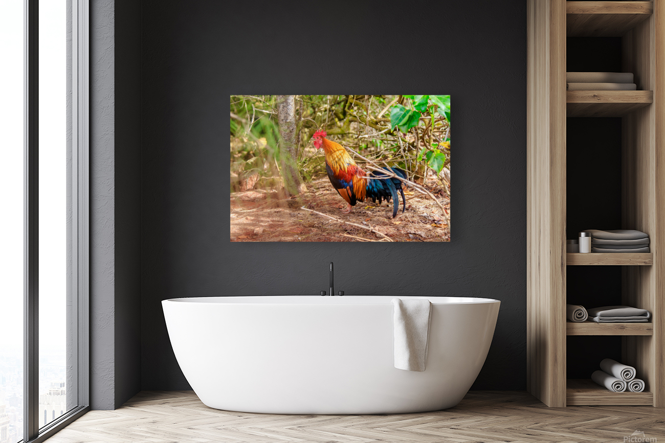 Rooster Reproduction