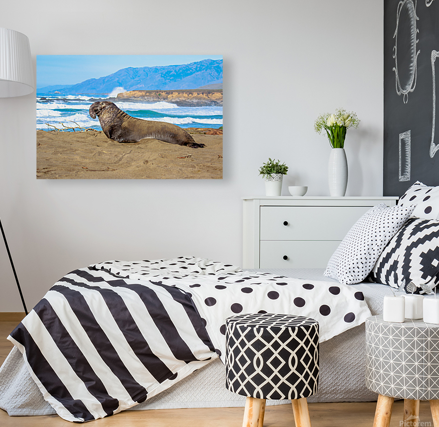 Sealion Sunning Reproduction