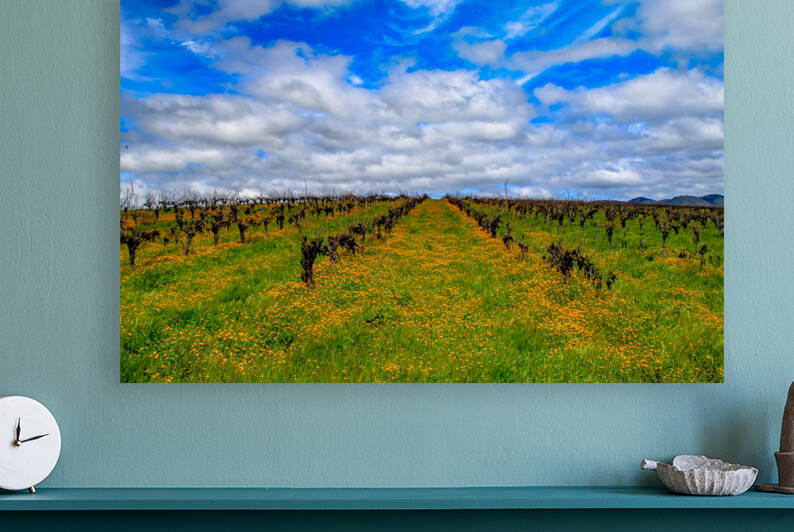 Flowery Vineyard by RunAmuck Photography