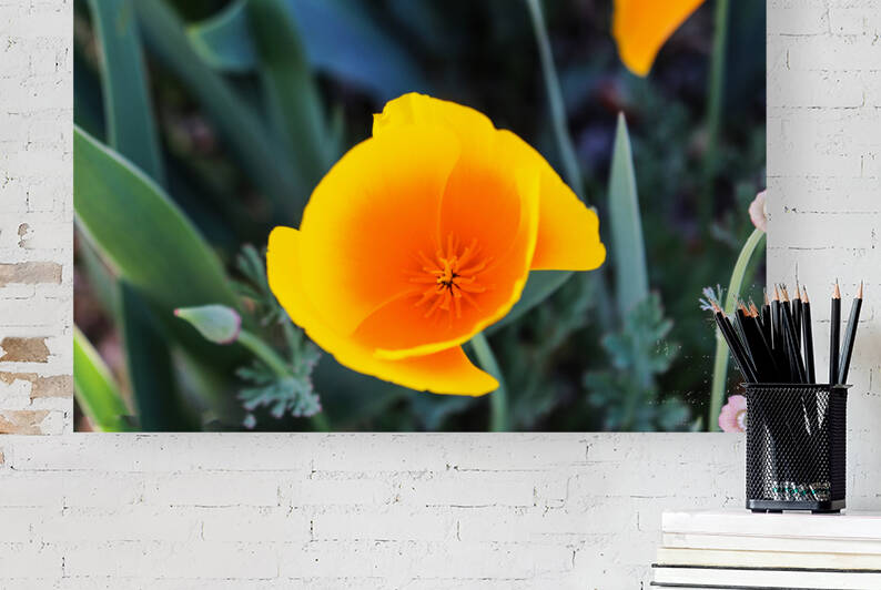 California Poppy by RunAmuck Photography
