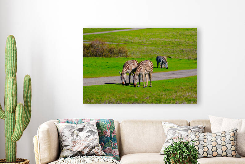 California Zebras Grazing by RunAmuck Photography