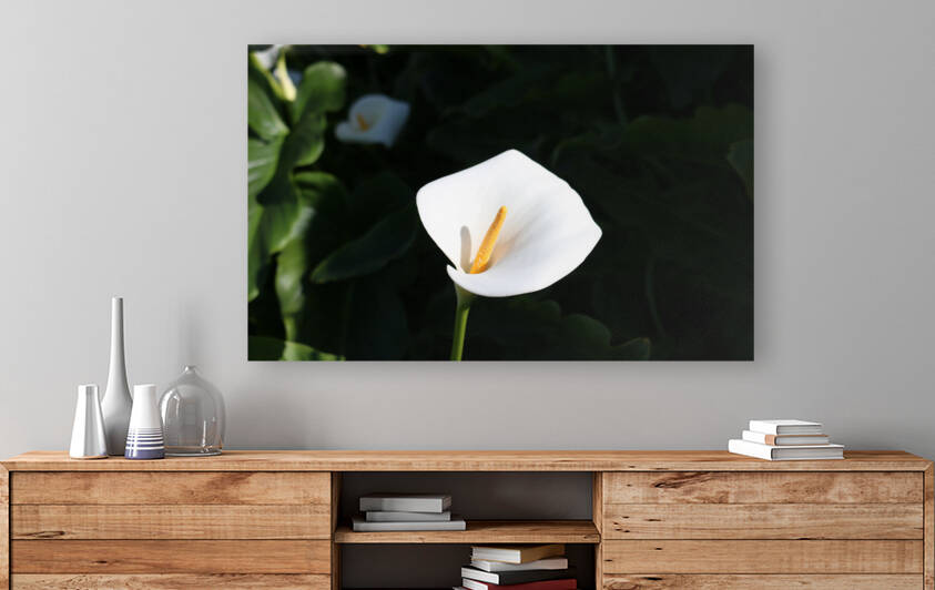 Lily by RunAmuck Photography
