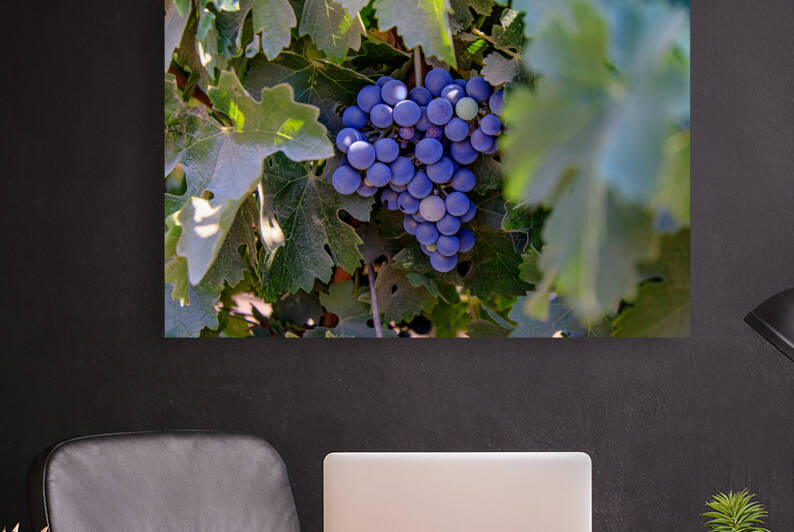 Merlot in the Making by RunAmuck Photography