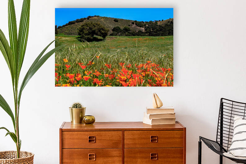 Poppy Oak Reproduction