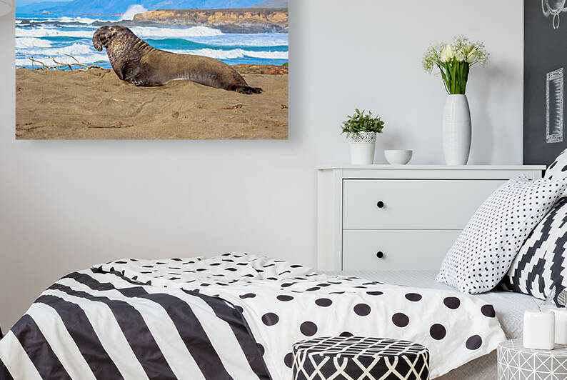 Sealion Sunning by RunAmuck Photography