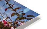 Boug sunset2 HD Metal print