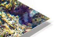 Pirat3e Urchin HD Metal print
