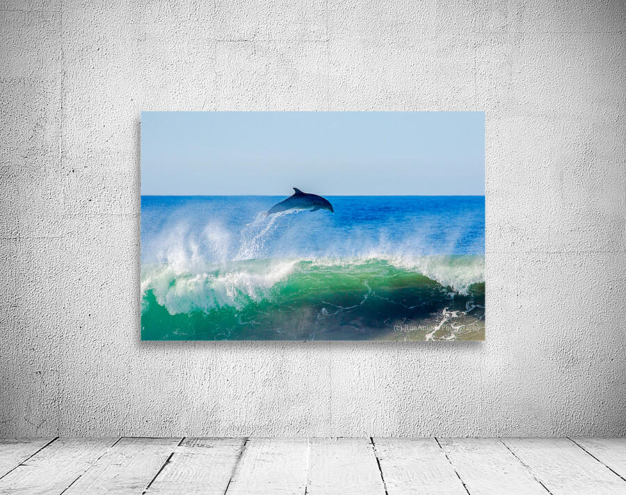 Dolphin Flyaway Wall Preview