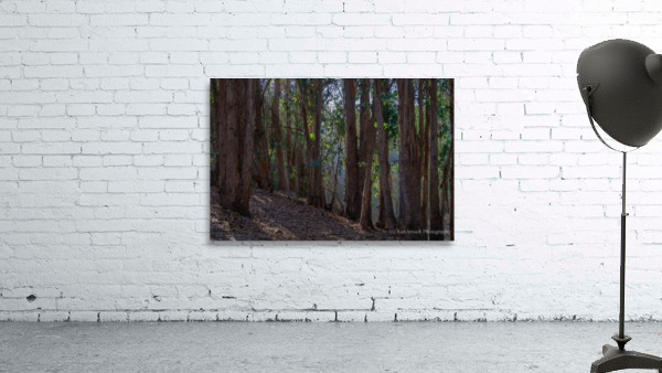 Hazzard Woods Wall Preview