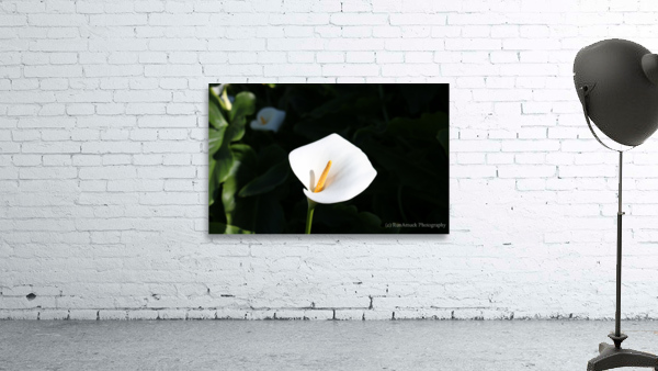 Lily Wall Preview