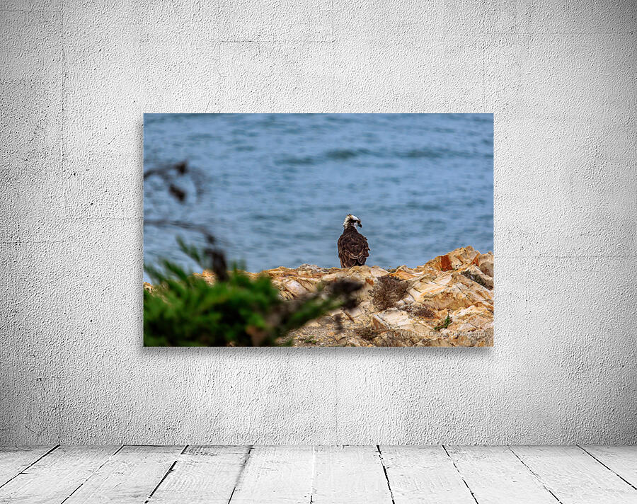 Osprey Profile Wall Preview