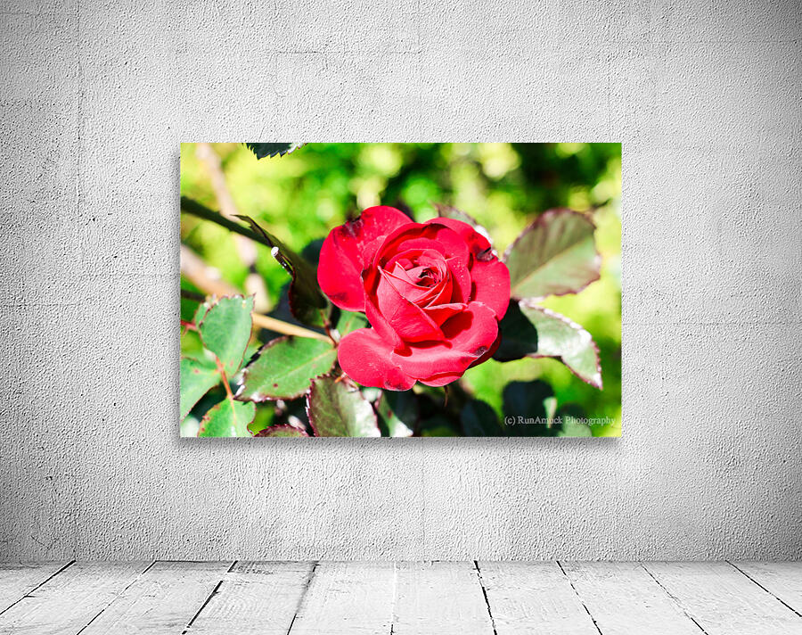 RedRose Wall Preview