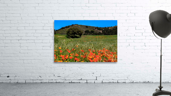 Poppy Oak Wall Preview