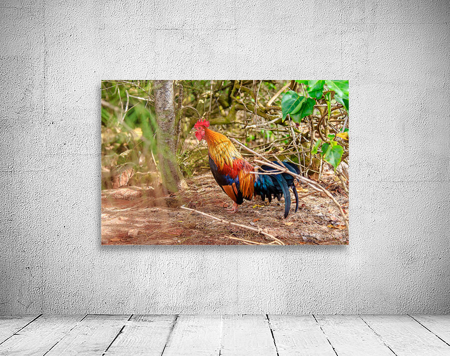 Rooster Wall Preview