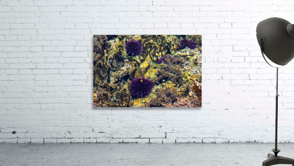 Pirat3e Urchin Wall Preview