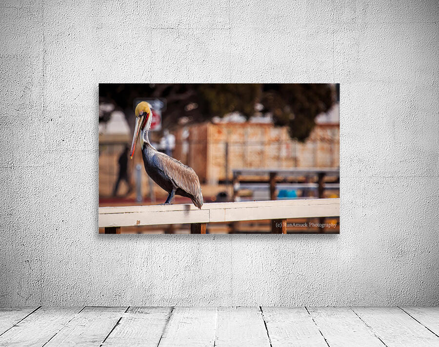 Pier Pelican Wall Preview