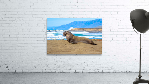 Sealion Sunning Wall Preview