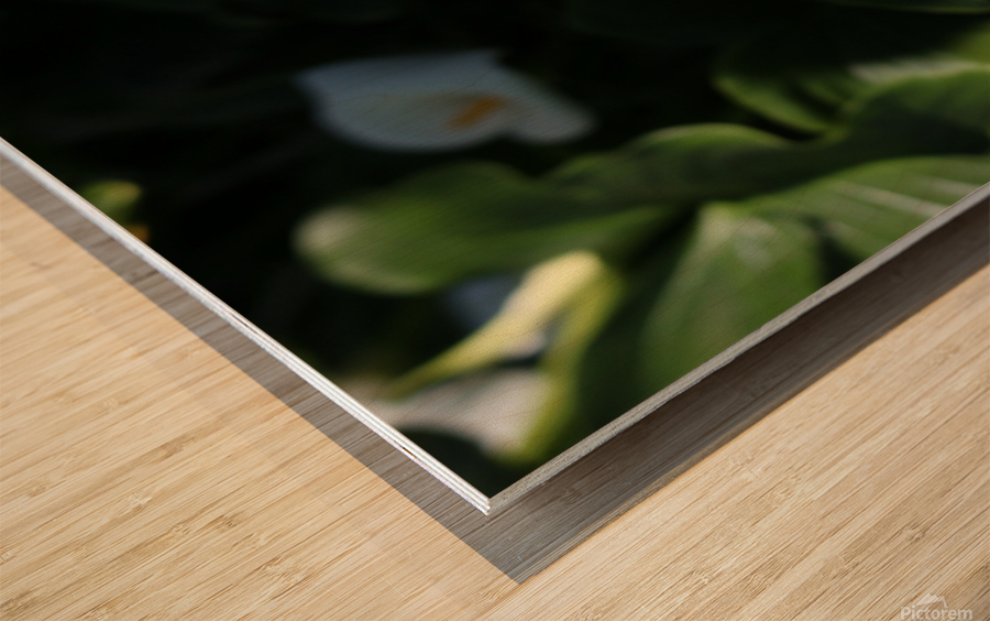 Lily Wood print