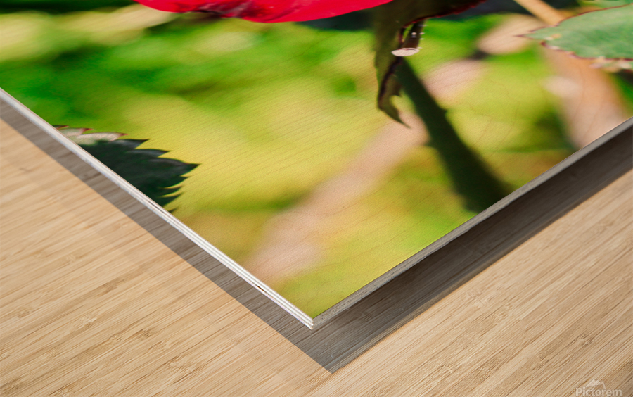 RedRose Wood print