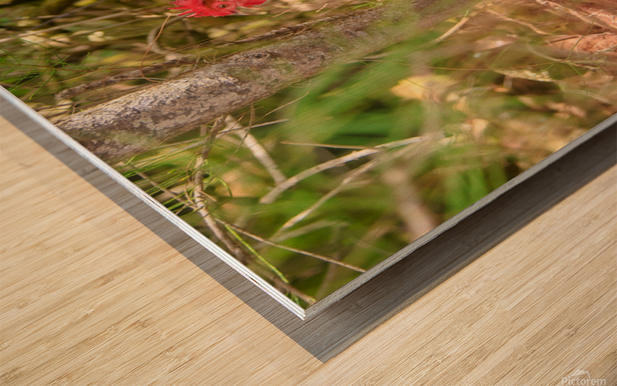Rooster Wood print