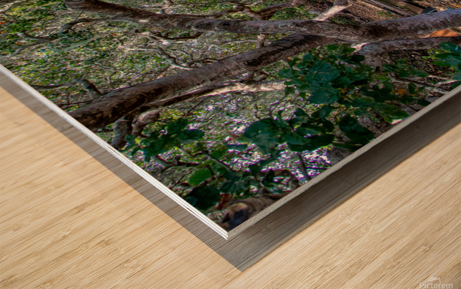 Rose s Garden Wood print