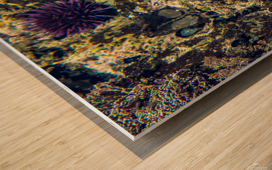 Pirat3e Urchin Wood print