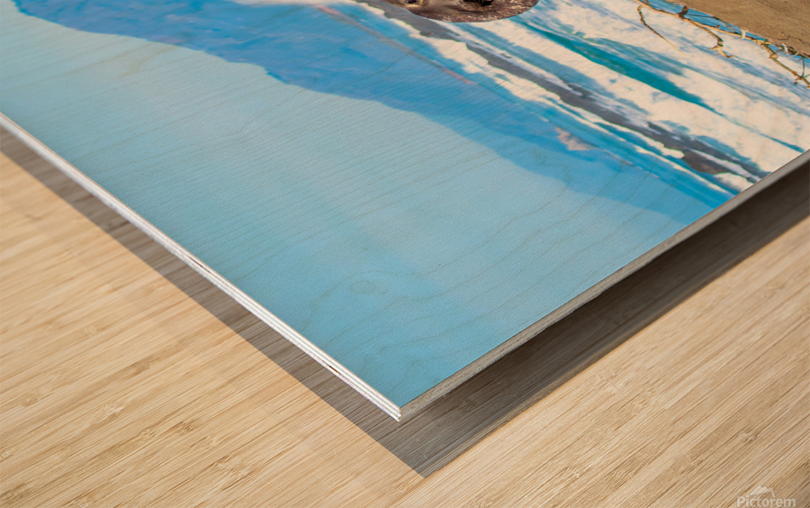 Sealion Sunning Wood print
