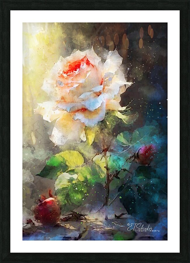 white rose Picture Frame print