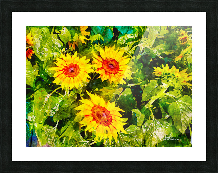 3 sunflowers Picture Frame print