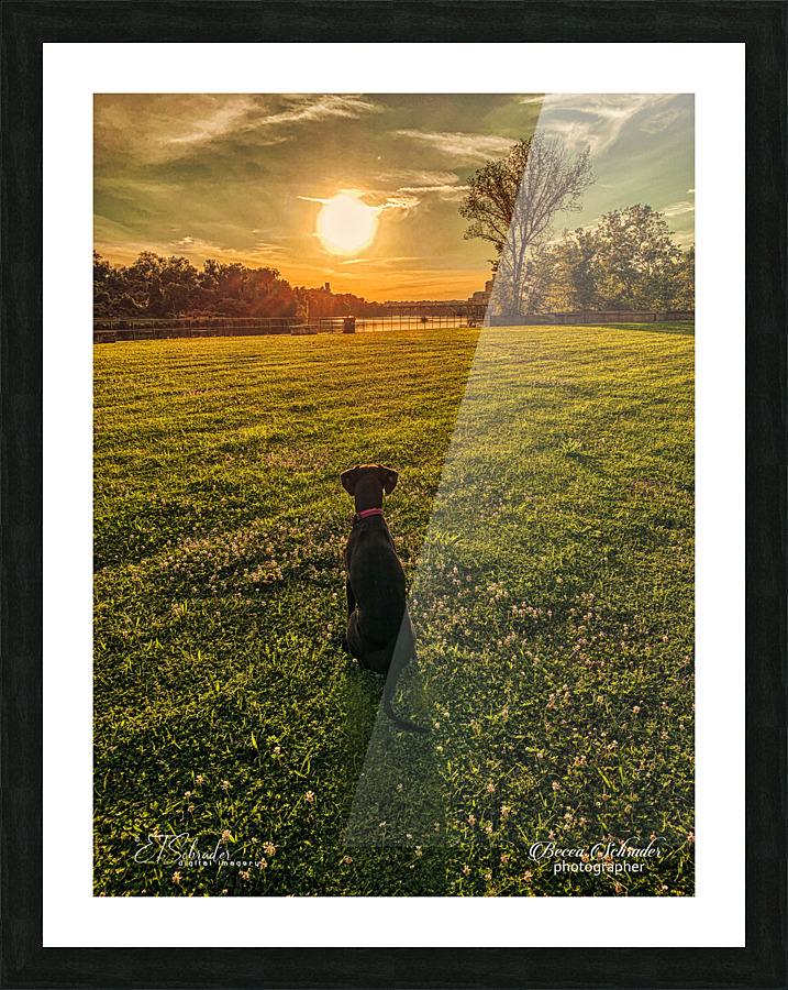 dog sunset Picture Frame print