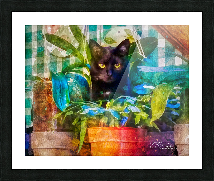 feline in hiding Picture Frame print