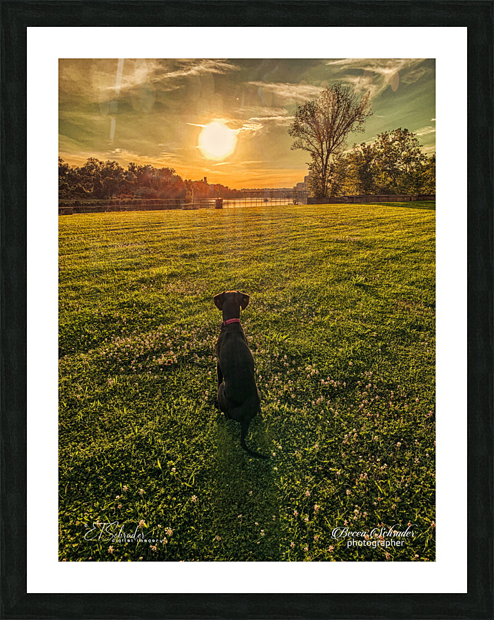 dog watching sunset Picture Frame print