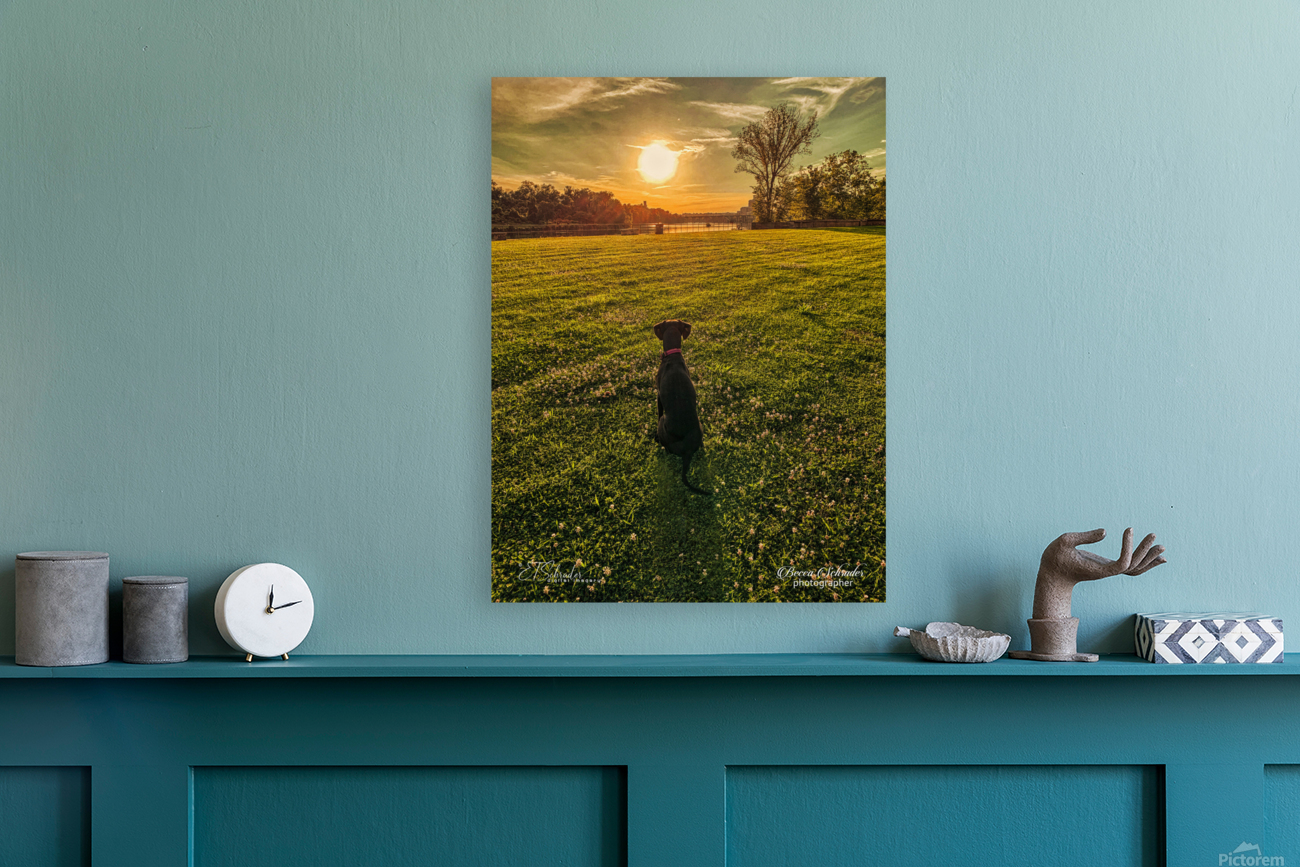 dog sunset Reproduction