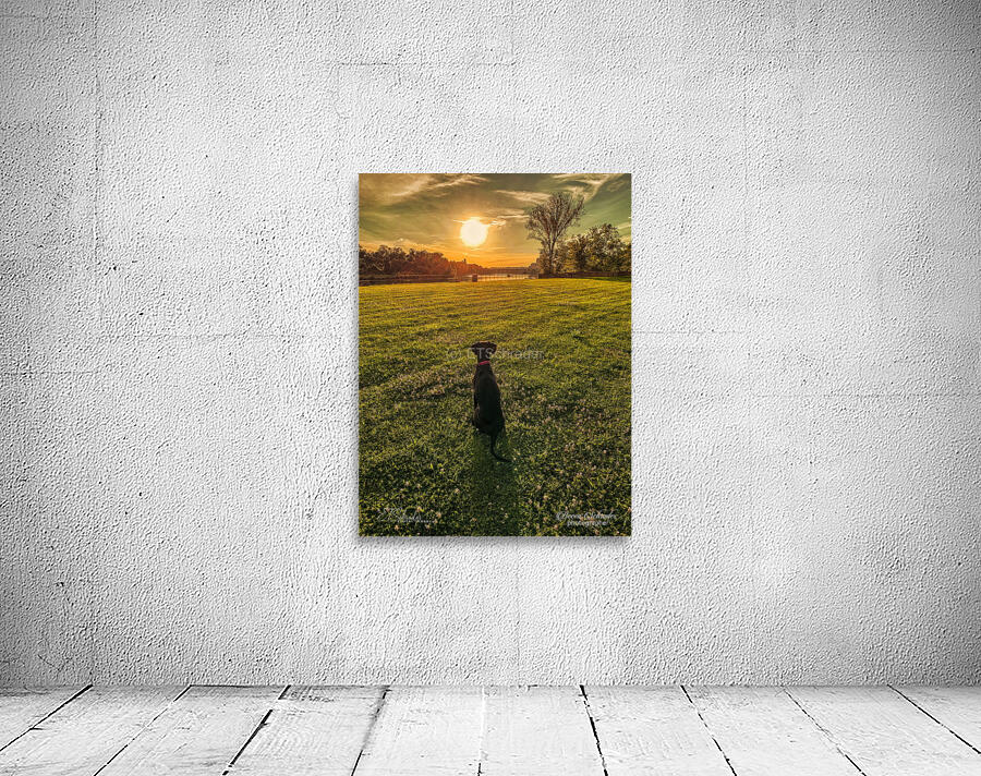 dog sunset Wall Preview