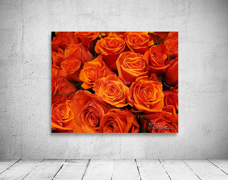 orange orange roses Wall Preview