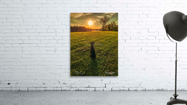 dog watching sunset Wall Preview