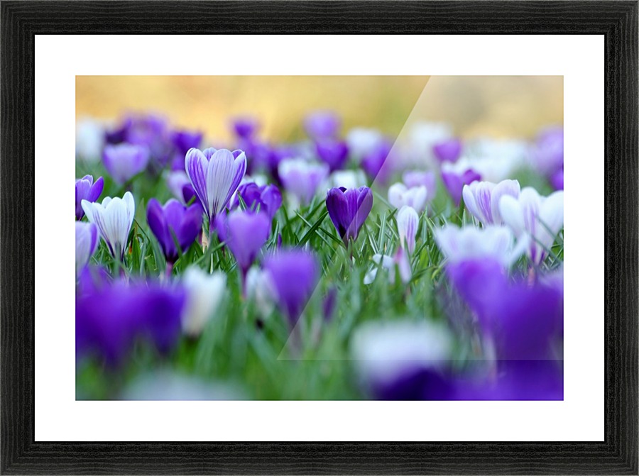 Amongst the crocuses Picture Frame print