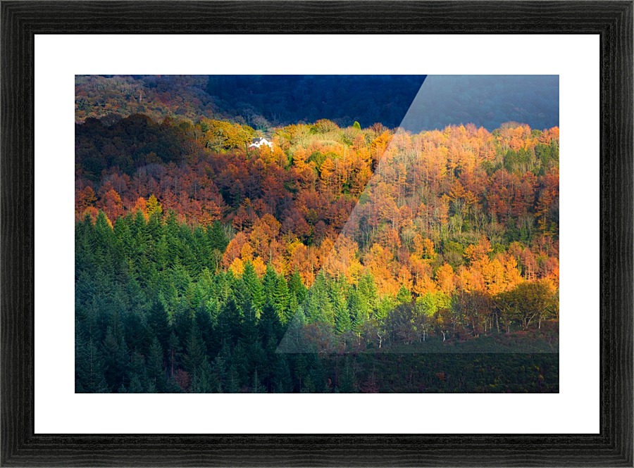 Amongst the trees Picture Frame print
