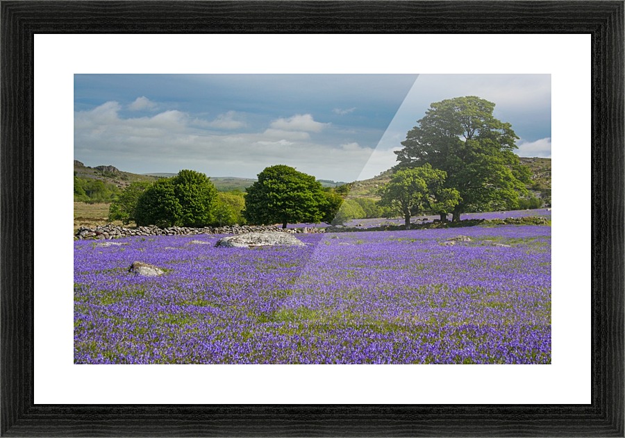 Emsworthy bluebells Picture Frame print