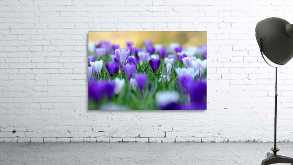 Amongst the crocuses Wall Preview