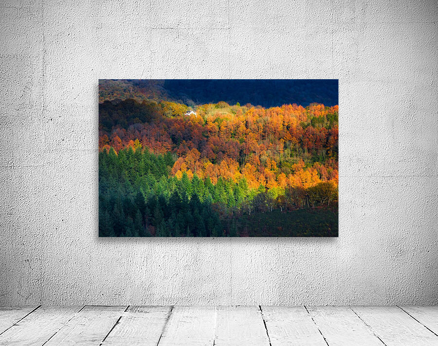 Amongst the trees Wall Preview