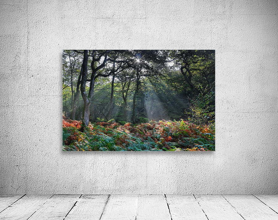 Dewerstone Woods Wall Preview